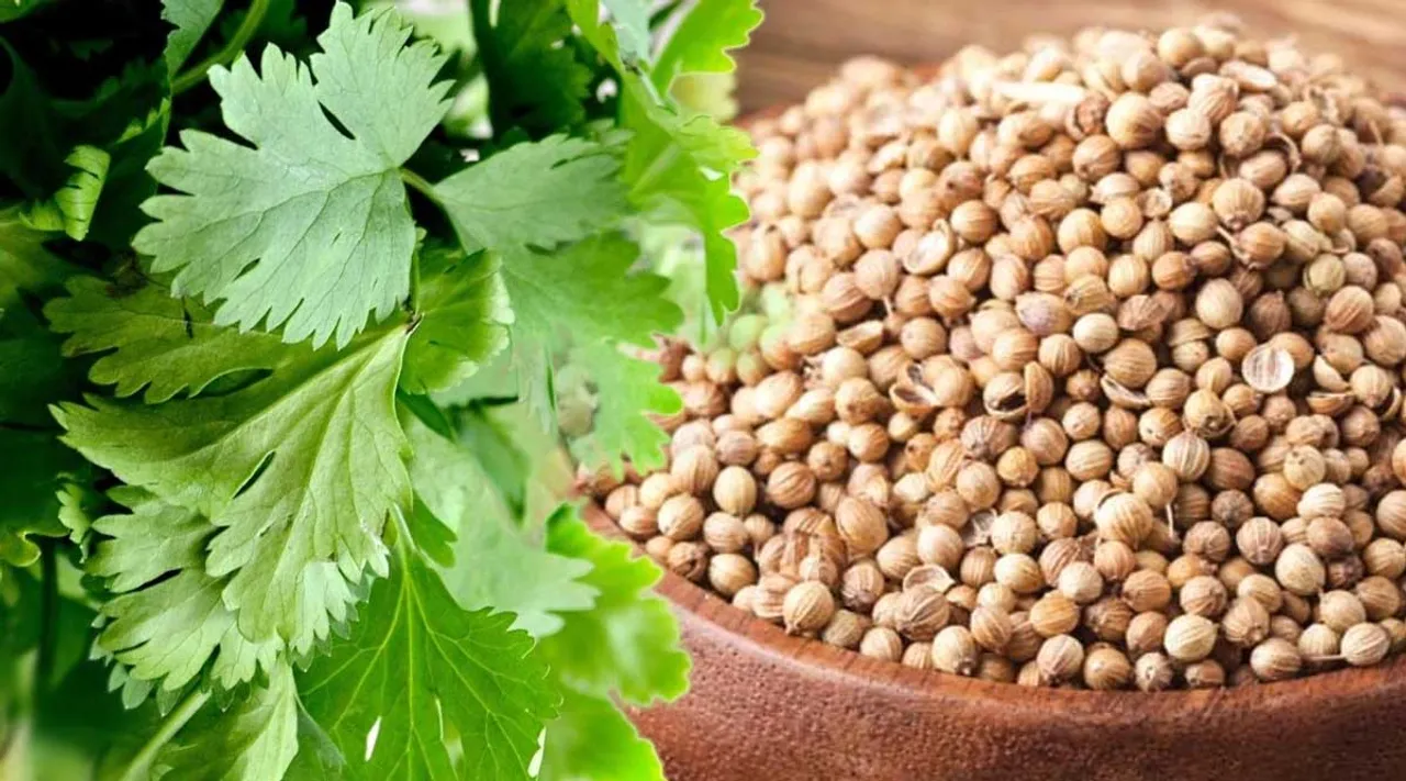 coriander, coriander leaves, ie malayalam