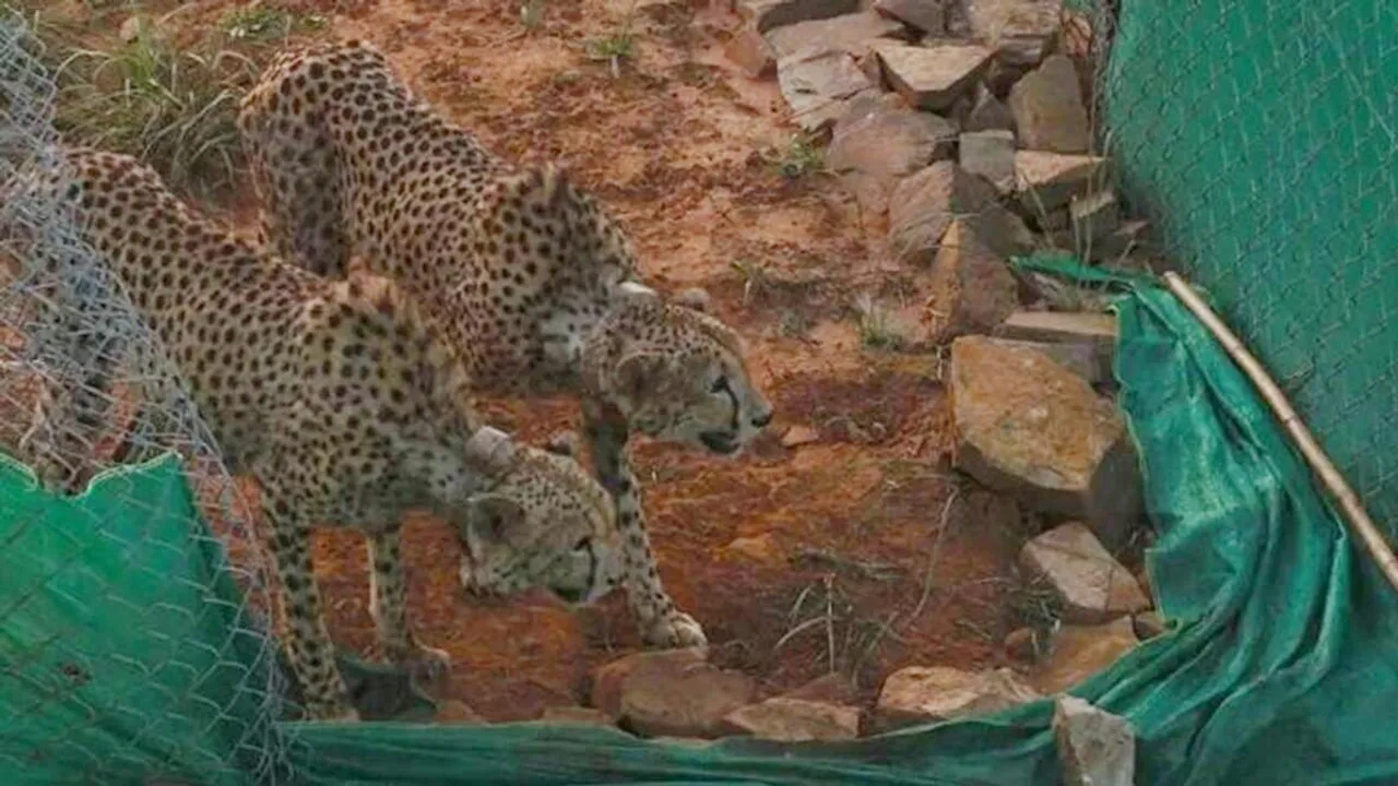 Cheetah, South Africa