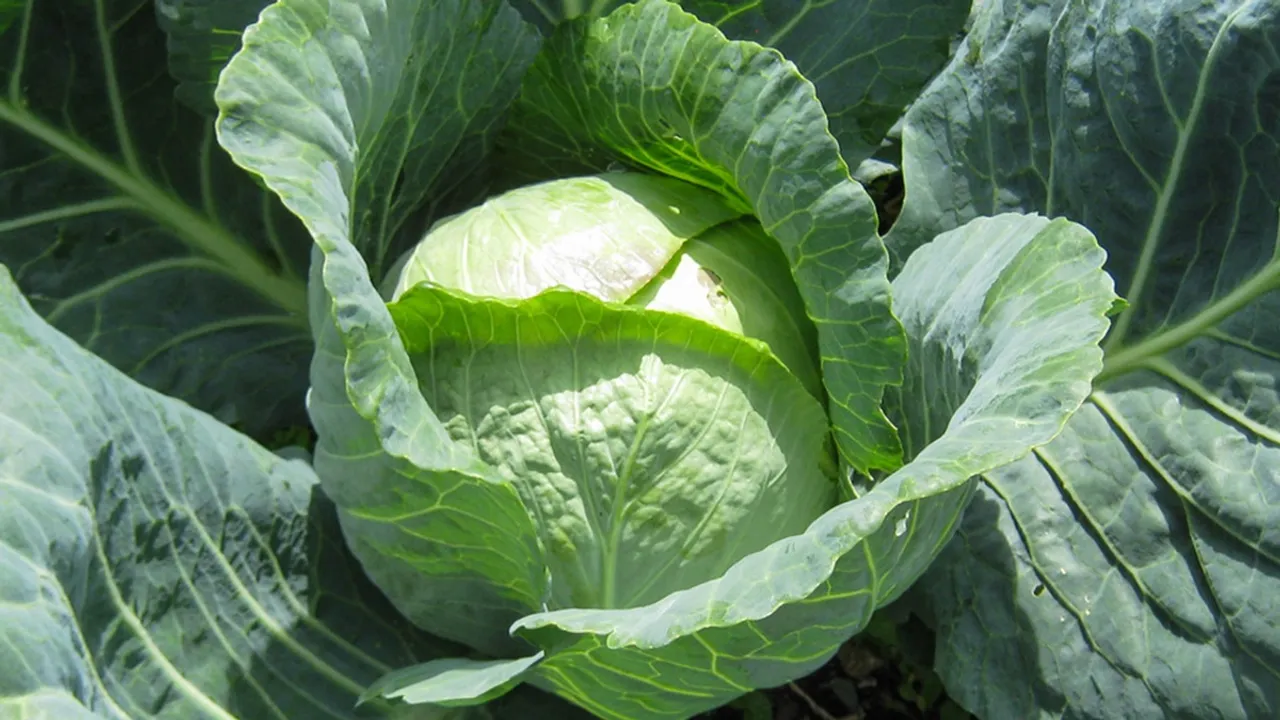 cabbage, health, ie malayalam