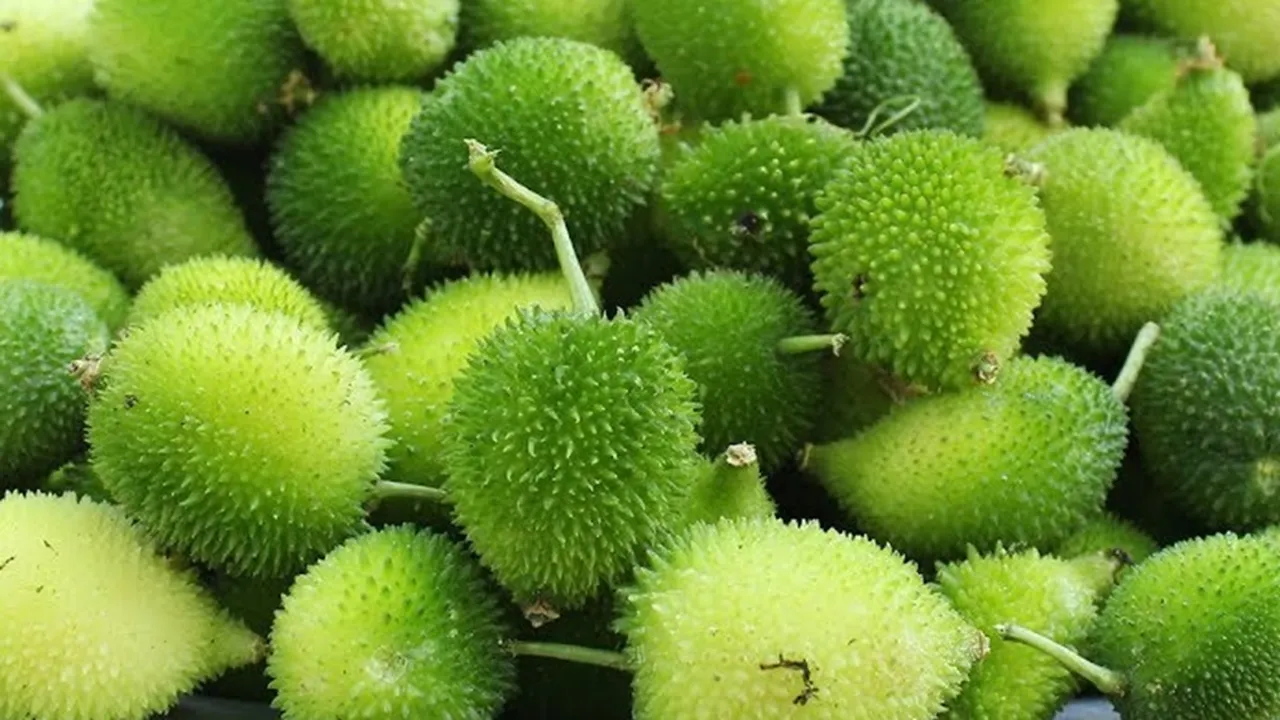 spiny gourd, health, ie malayalam