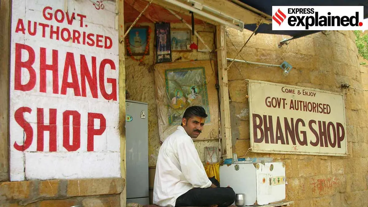bhang, what is bhang, why we consume bhang on holi
