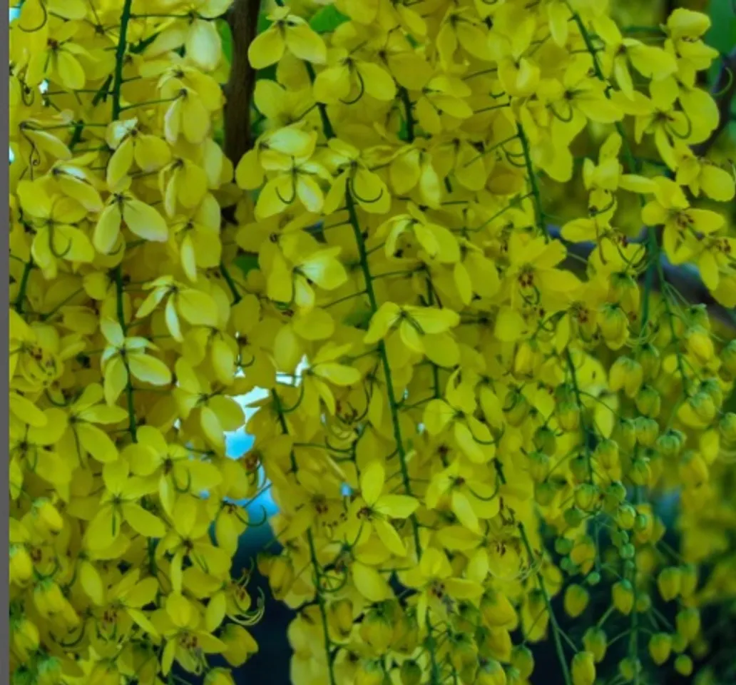 എന്തുകൊണ്ട് കണിക്കൊന്ന നേരത്തെ പൂക്കുന്നു?