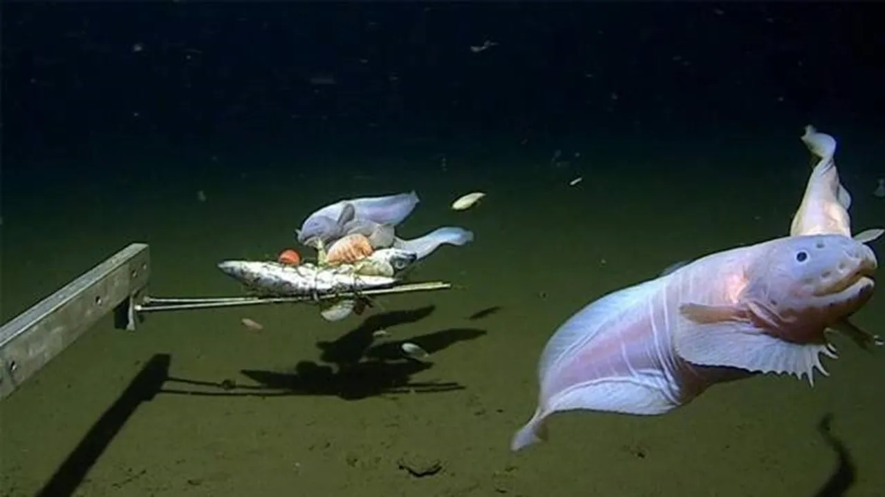 Deepest-fish-20230404