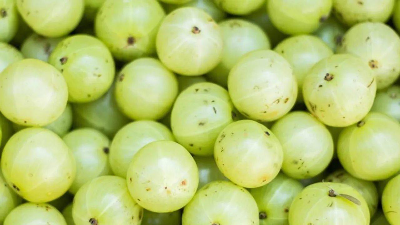 indian gooseberry, Amla, Nellikka