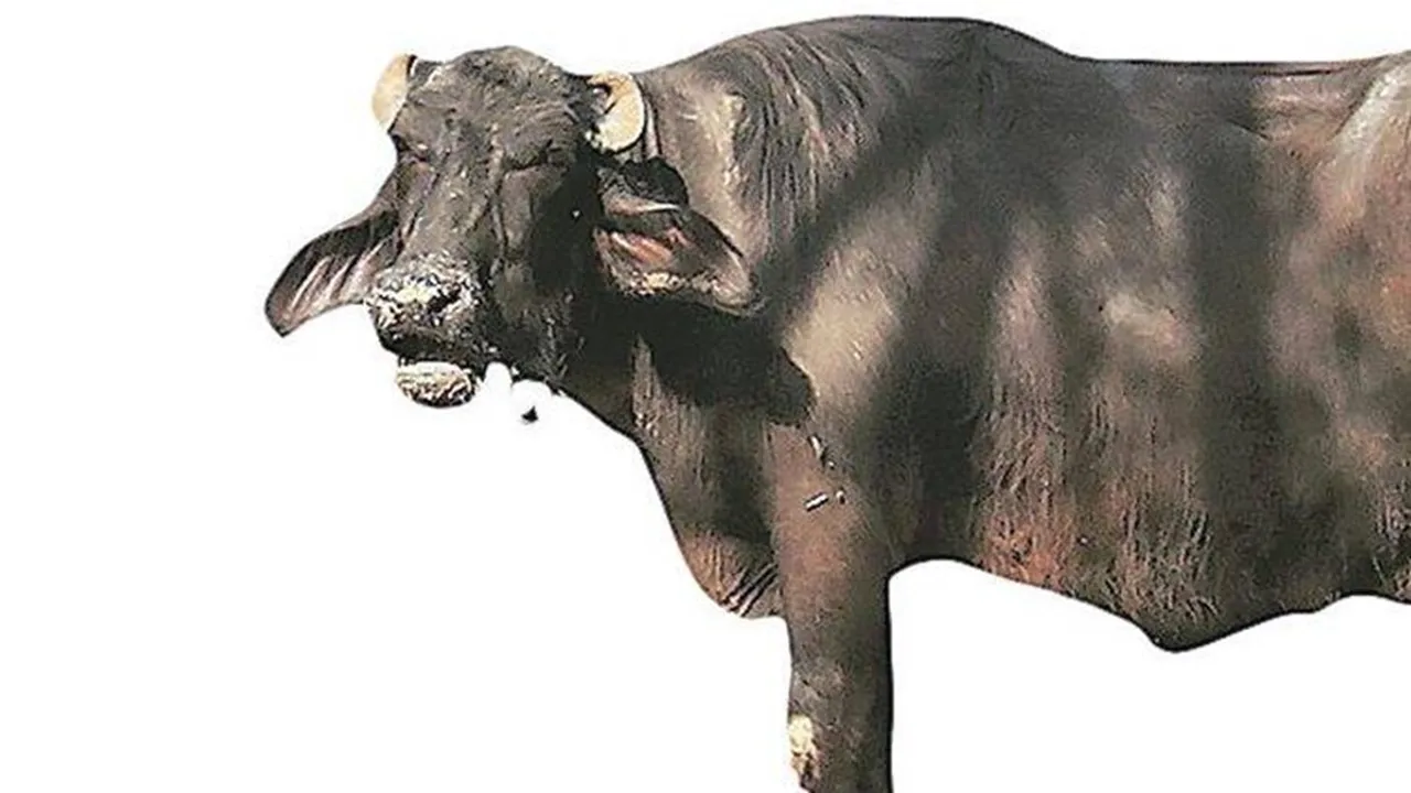 Buffallo Attack