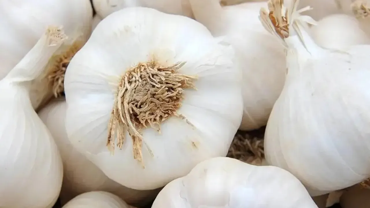 garlic, food, ie malayalam