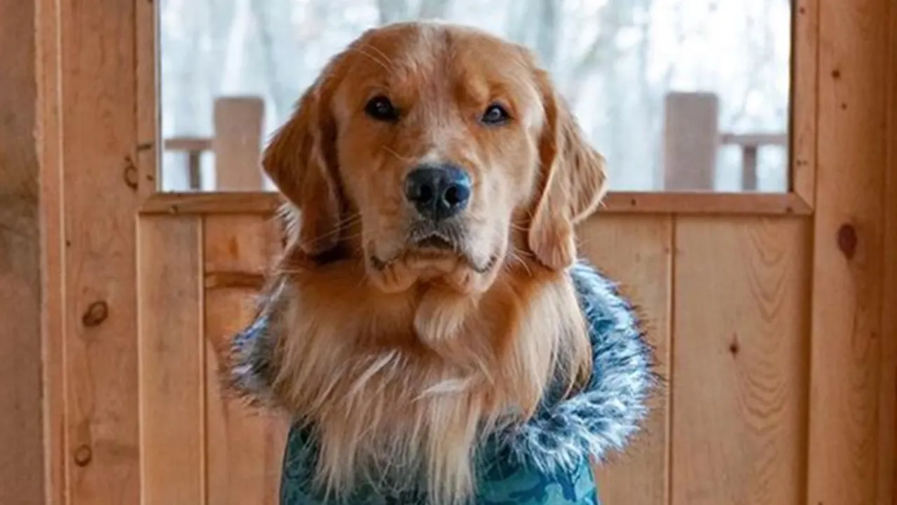 Viral Dog