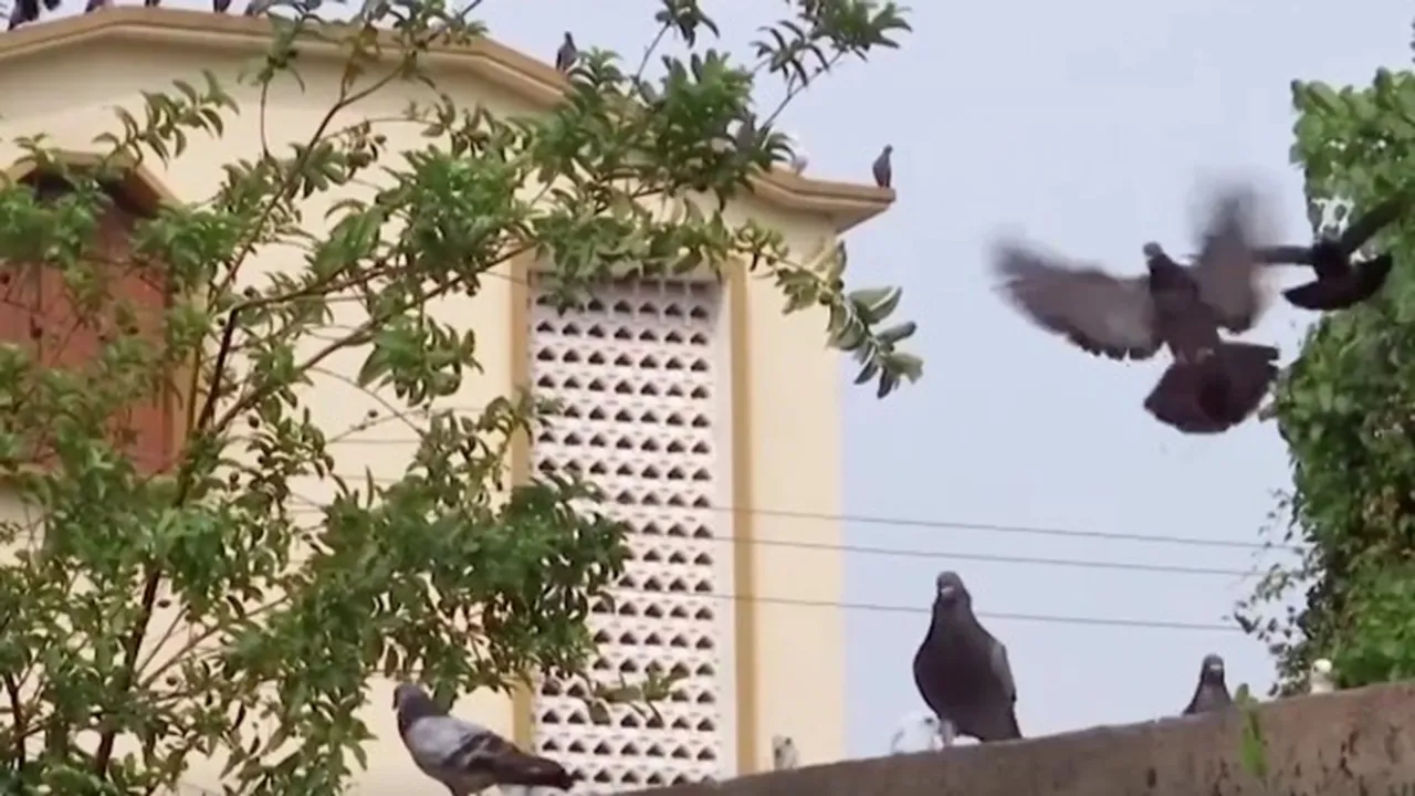 Police Odisha| carrier pigeons|