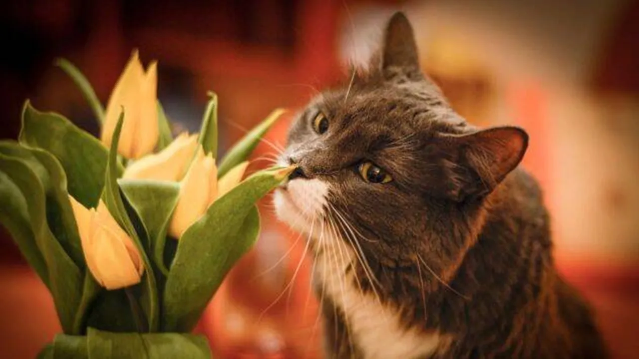 meow-smelling