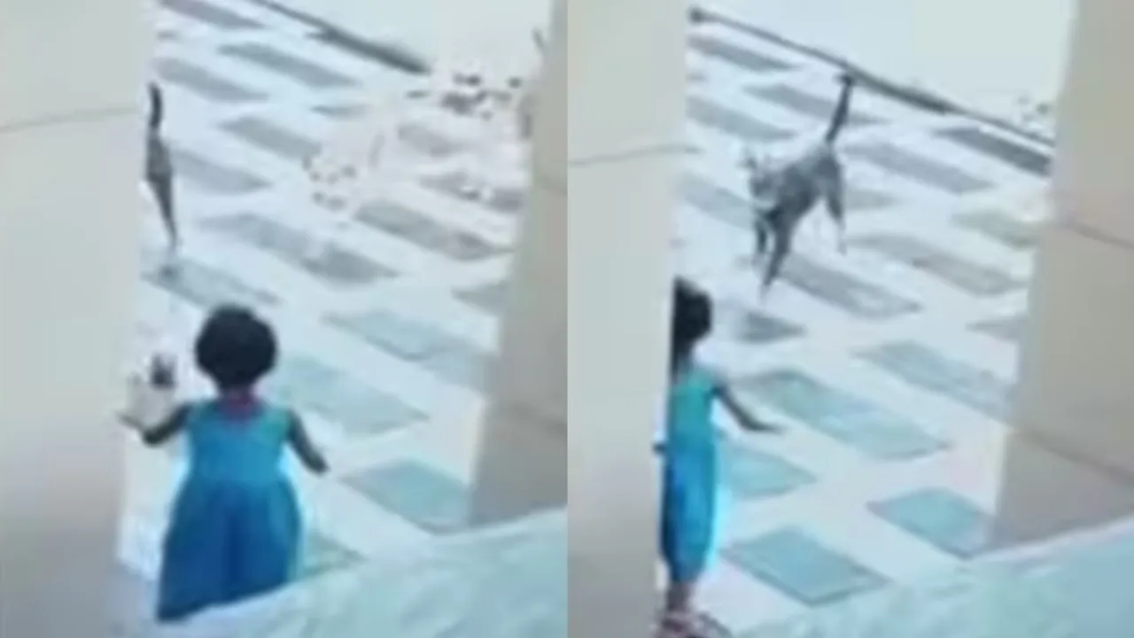 stray dog, kannur, ie malayalam