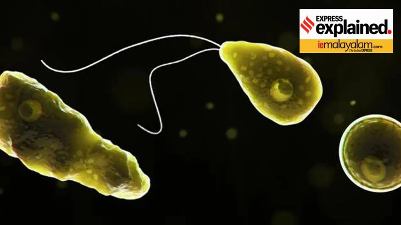 Naegleria fowleri| Brain Eating Amoeba| തലച്ചോർ തിന്നുന്ന അമീബ രോഗം