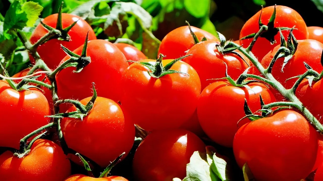 Tomato | Health |Health Tips