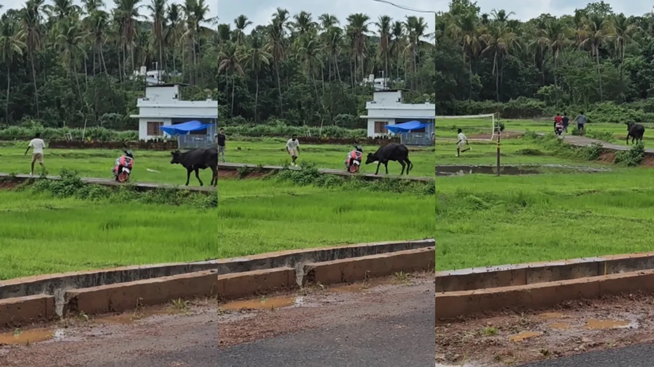 Viral Video | Cow Viral | Trending