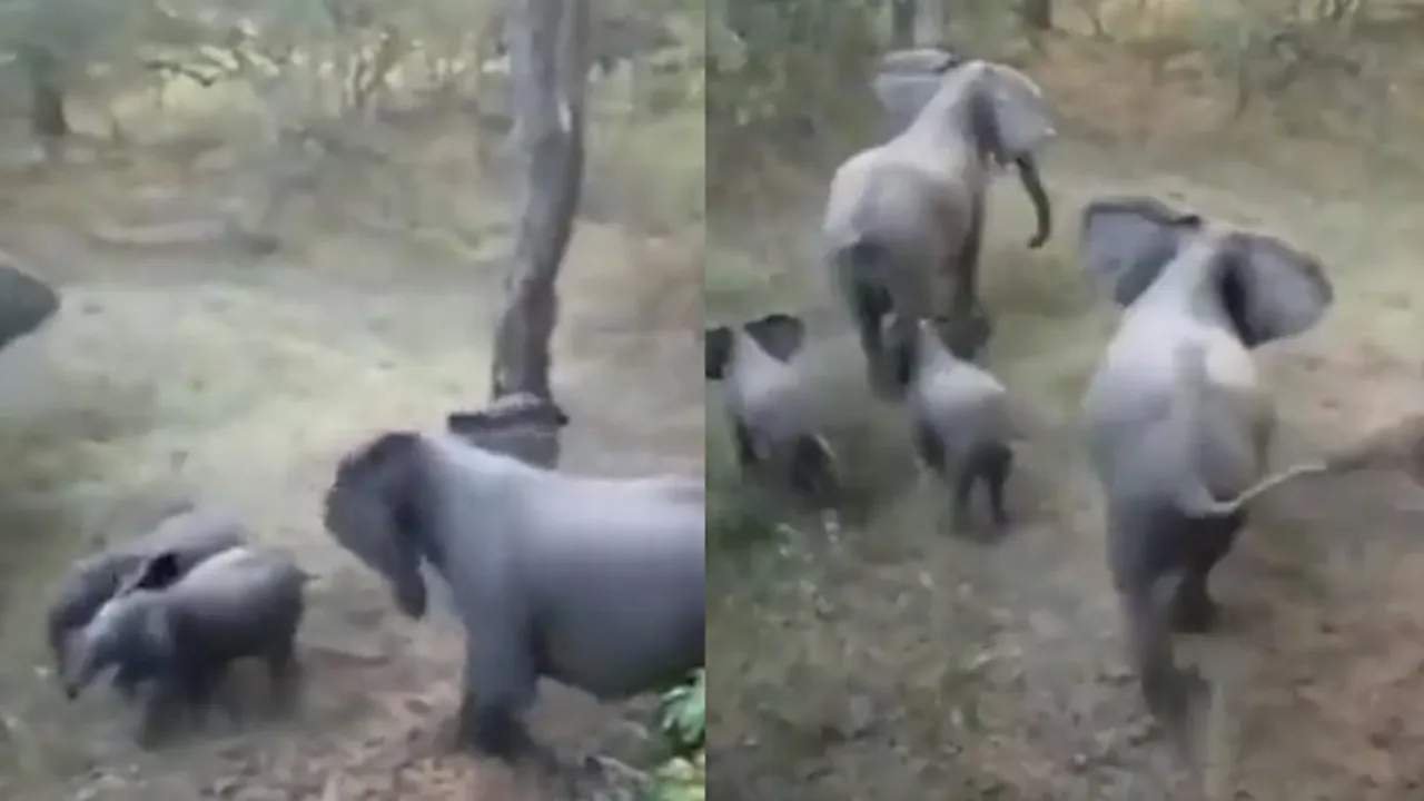 elephant|Viral