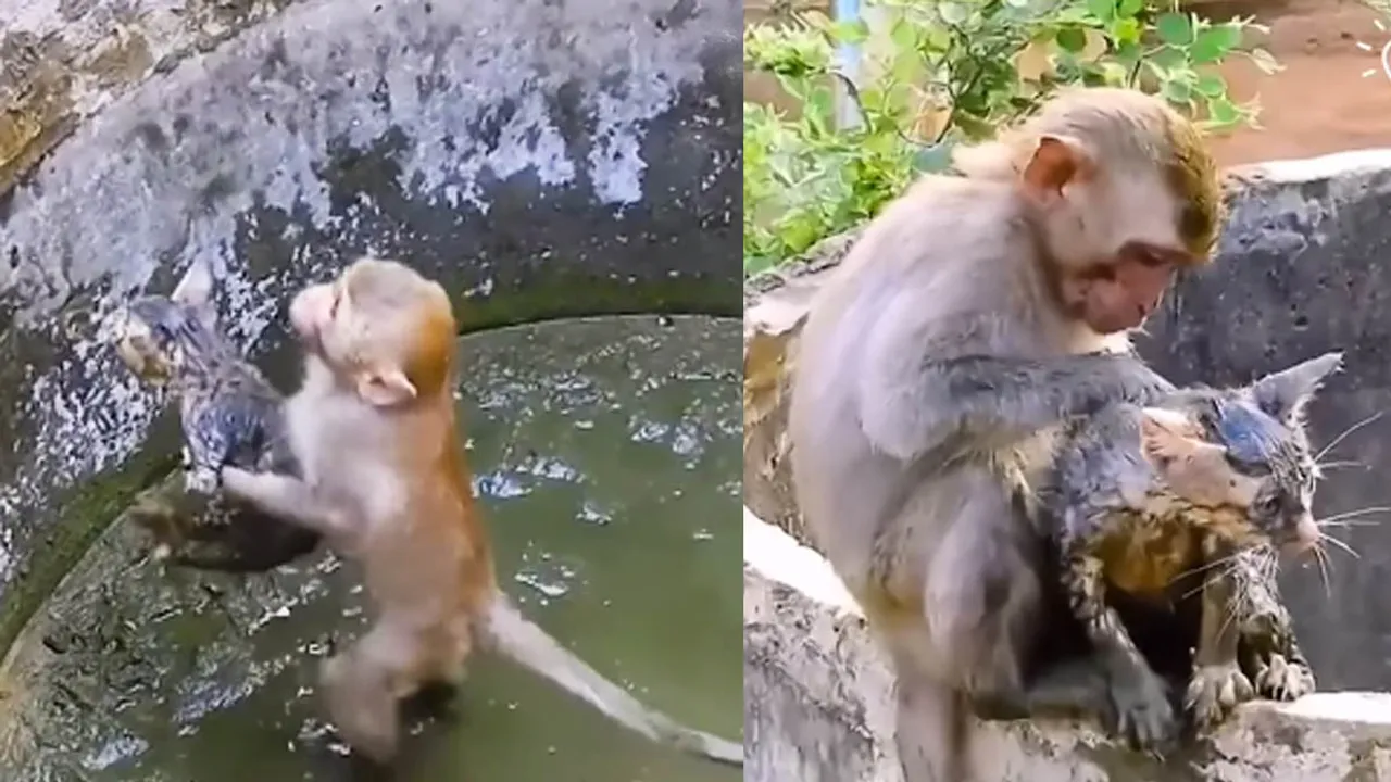 Viral Video| Trending| Monkey - Cat