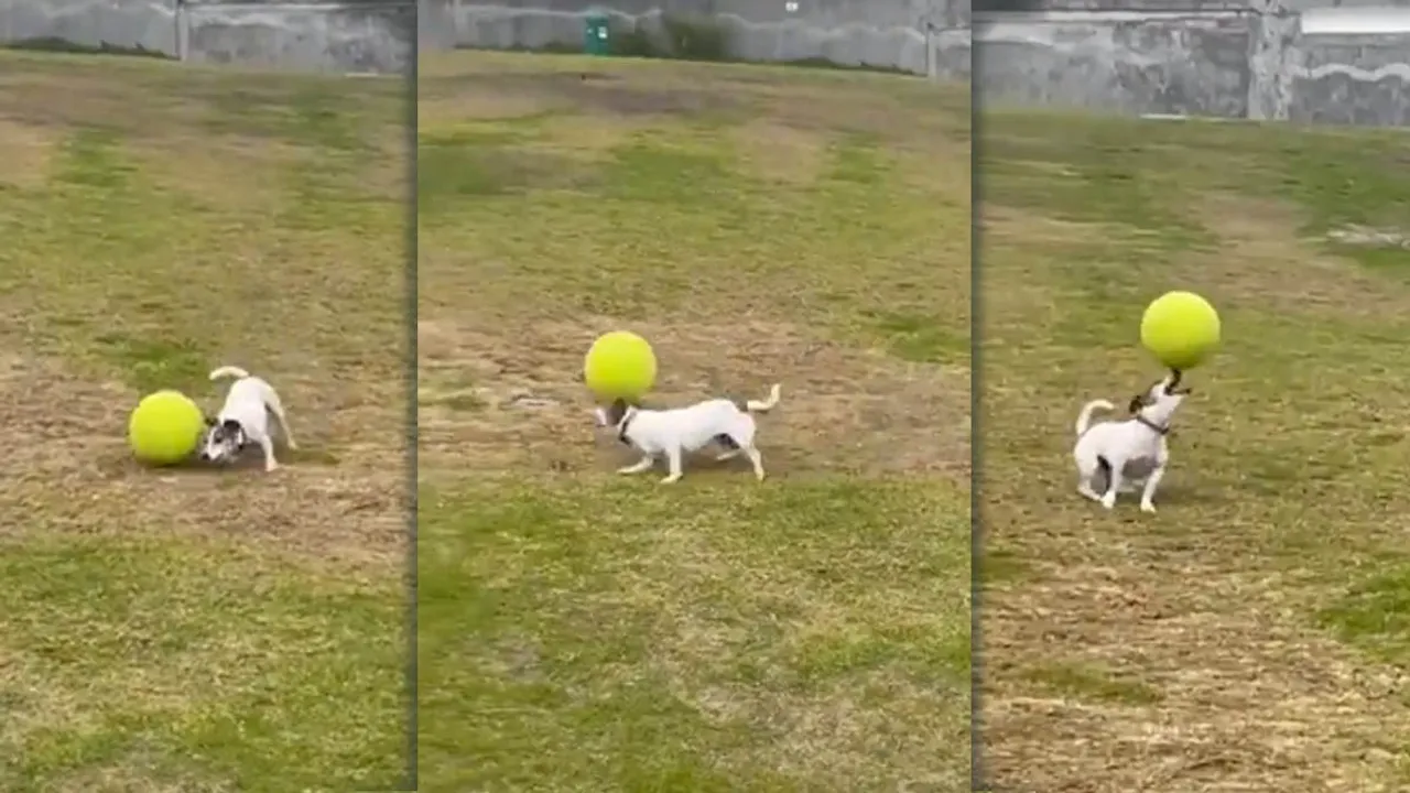 Viral Video | Trending | Dog