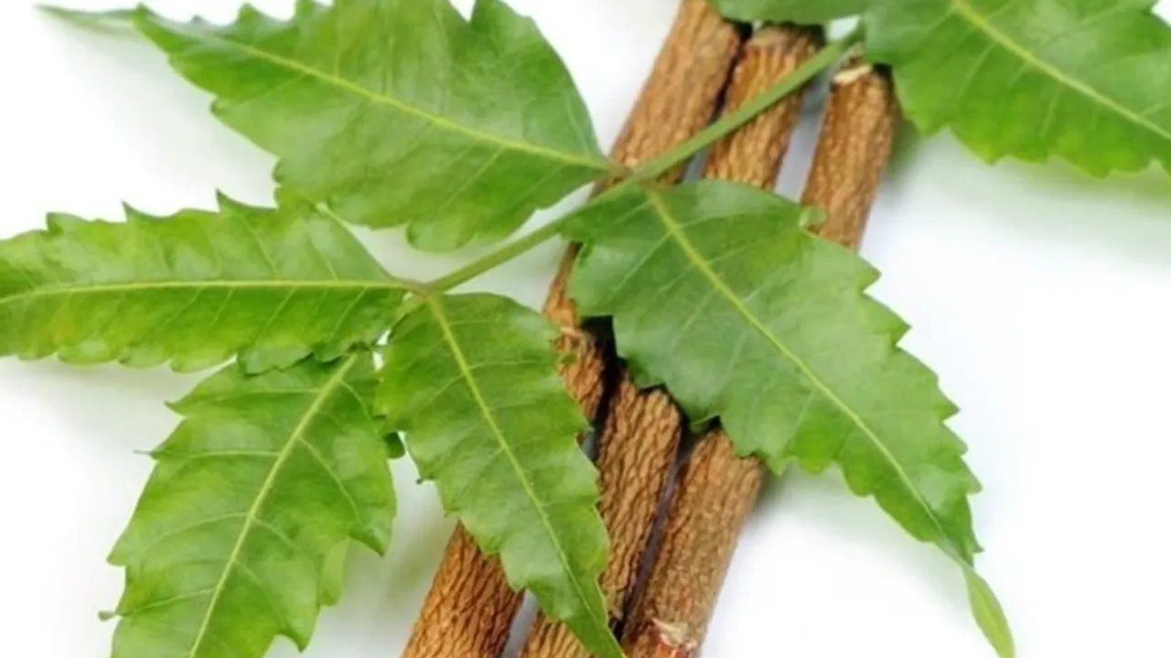 neem|neem oil|skincare|health|ie malayalam