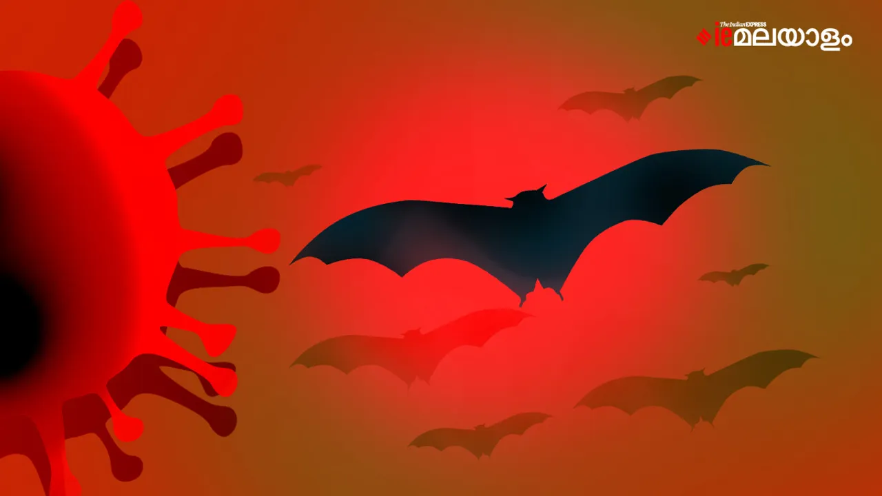 Nipah Virus|kerala|health minister