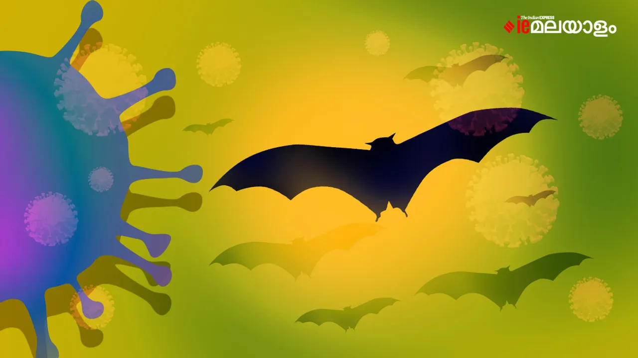 Nipah Virus| kerala|calicut