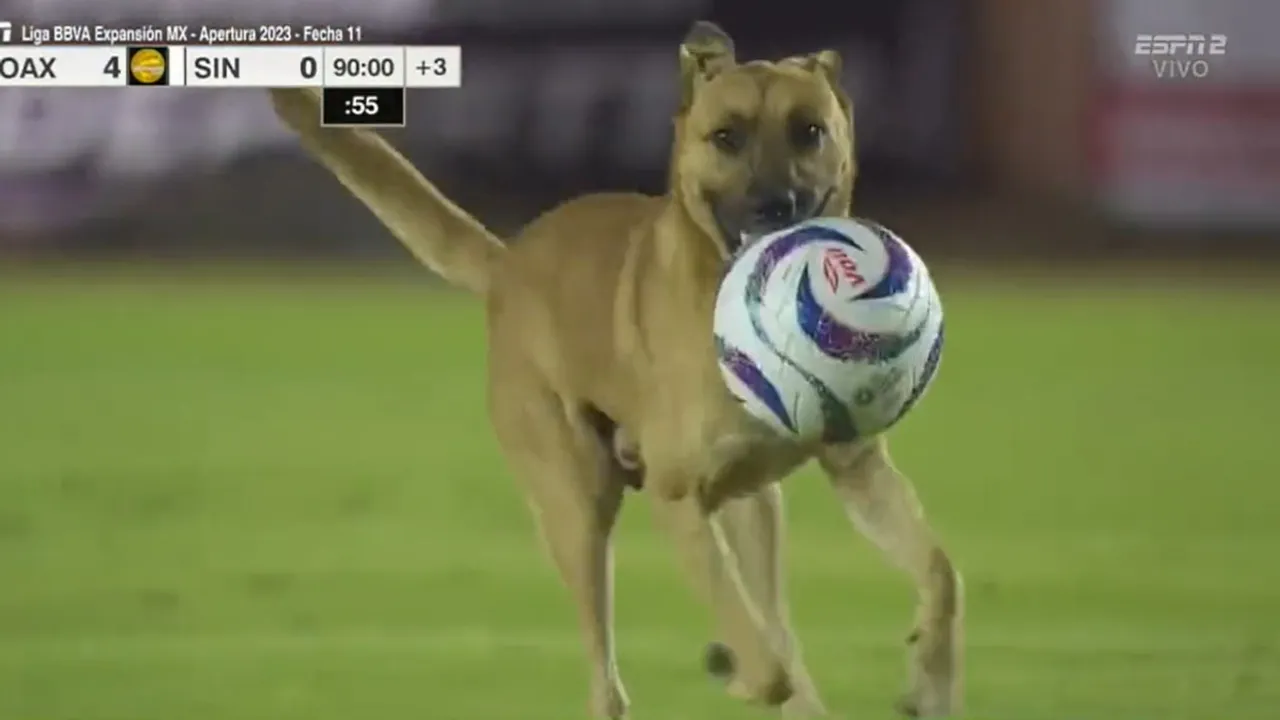 Dog | Mexican football league | Pitch invader