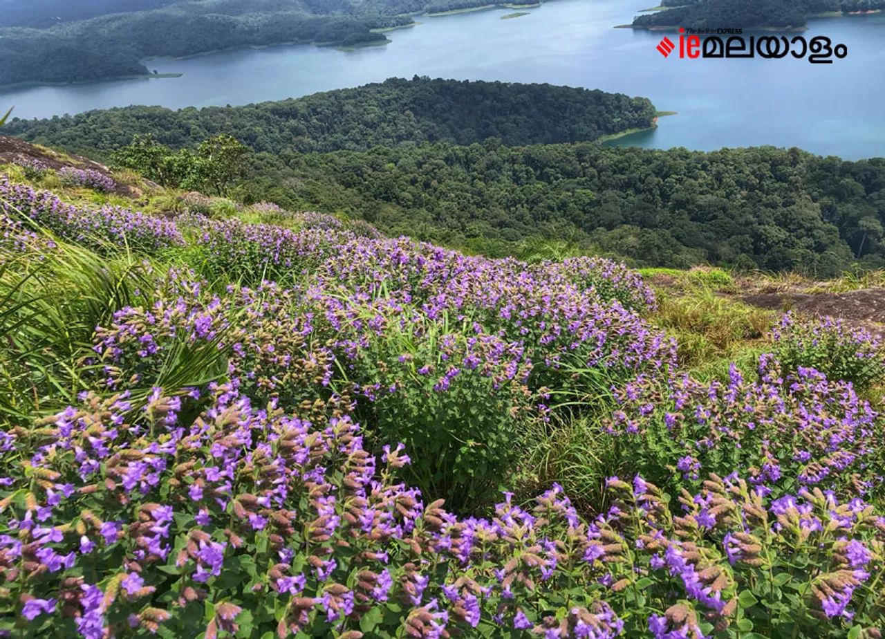 Neelakurinji | idukki