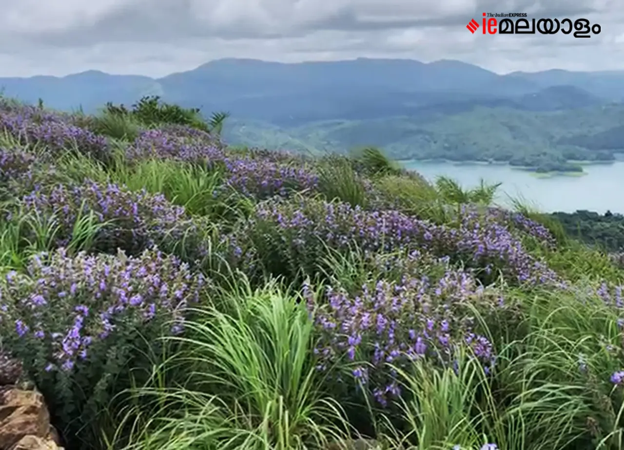 Neelakurinji | idukki