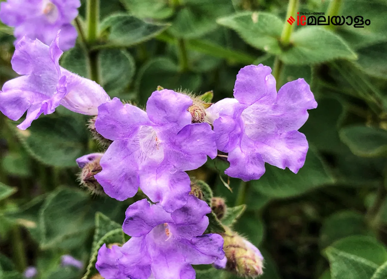 Neelakurinji | idukki