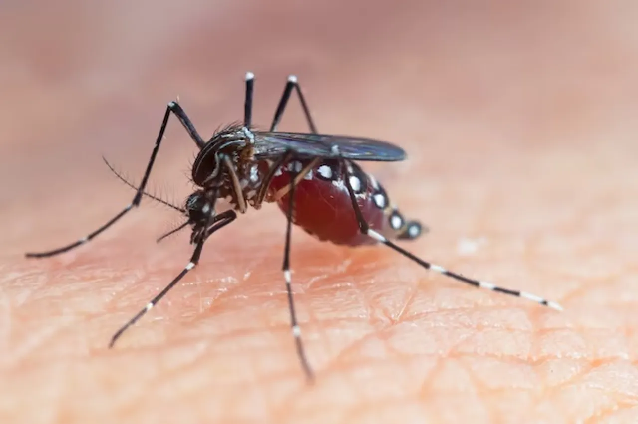 Dengue Symptoms