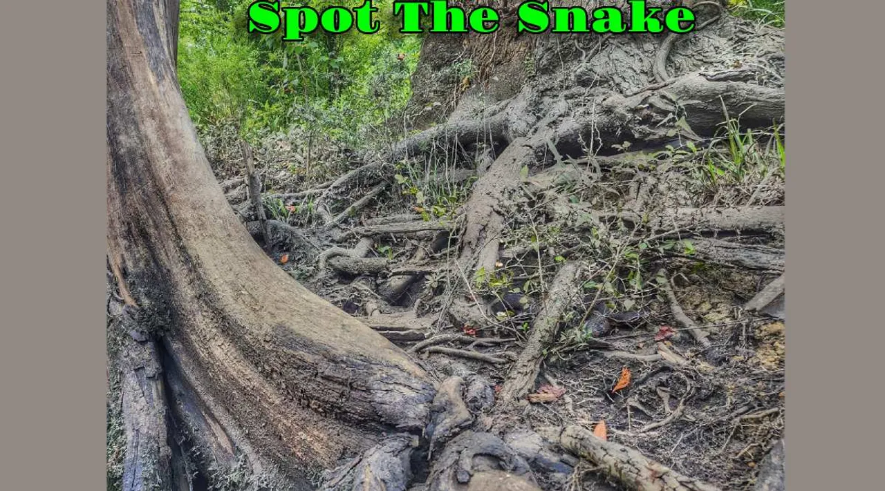 A Snake 1 