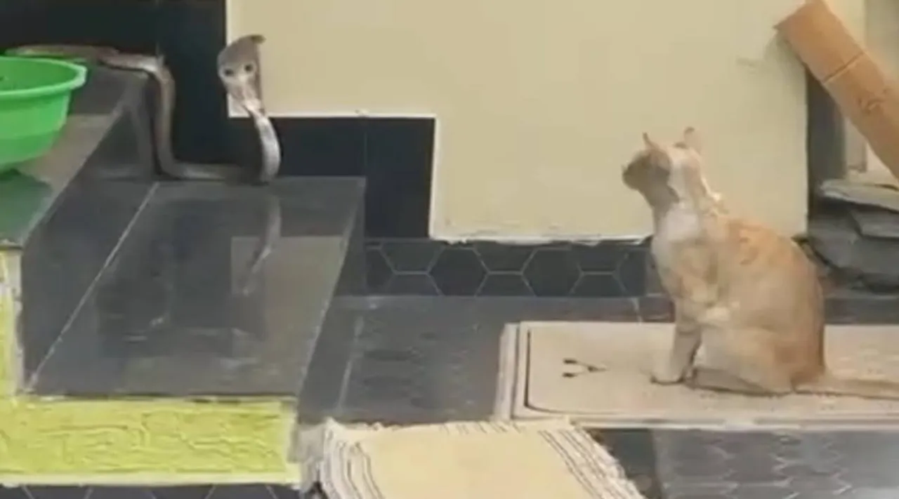 Snake cat.jpg