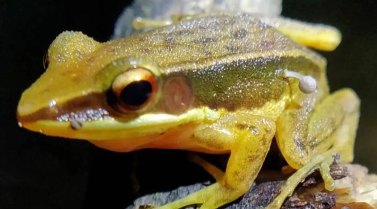Frog mush.jpg