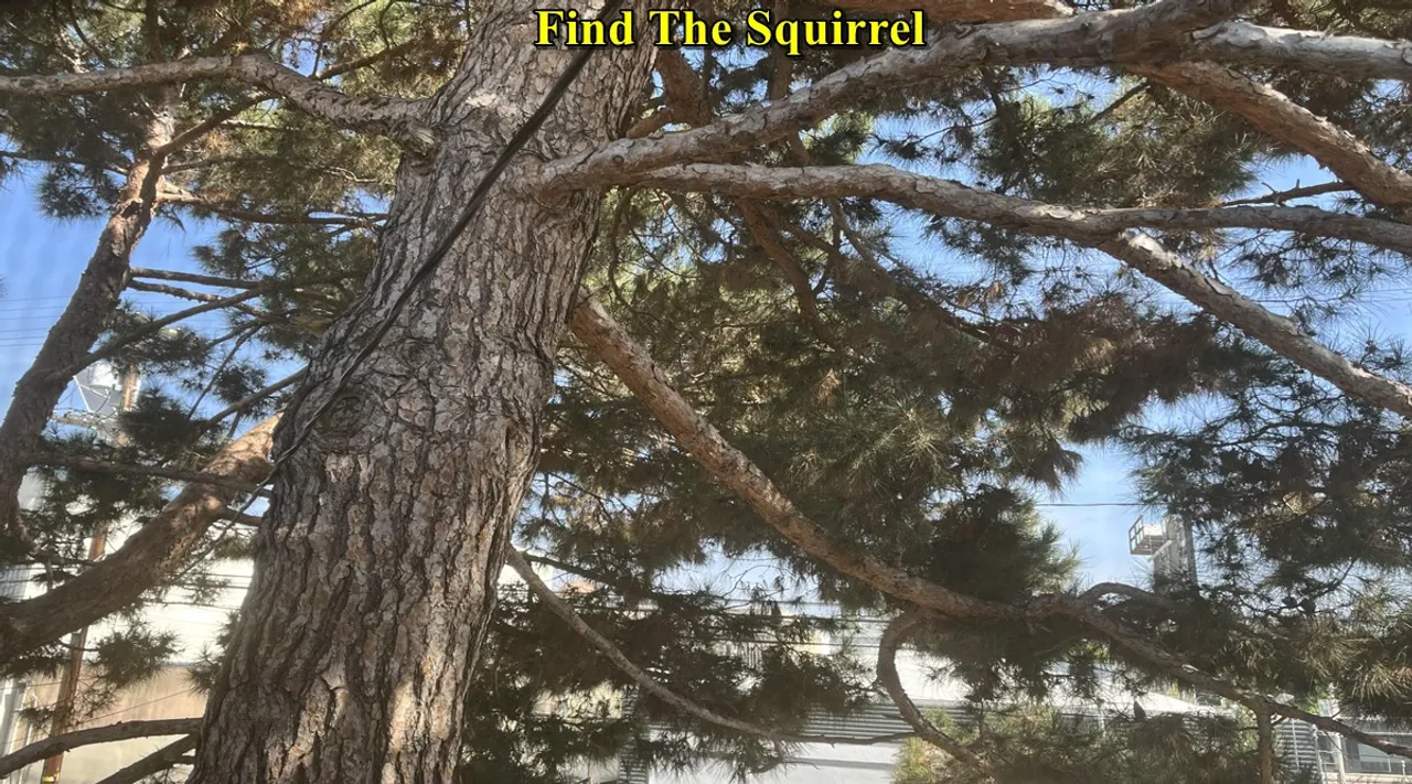 squirrel