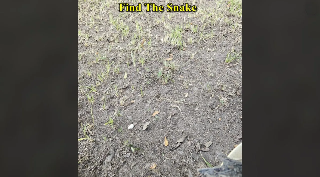 Find The Snake