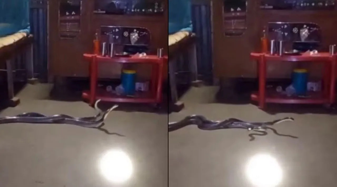 pair snake 1