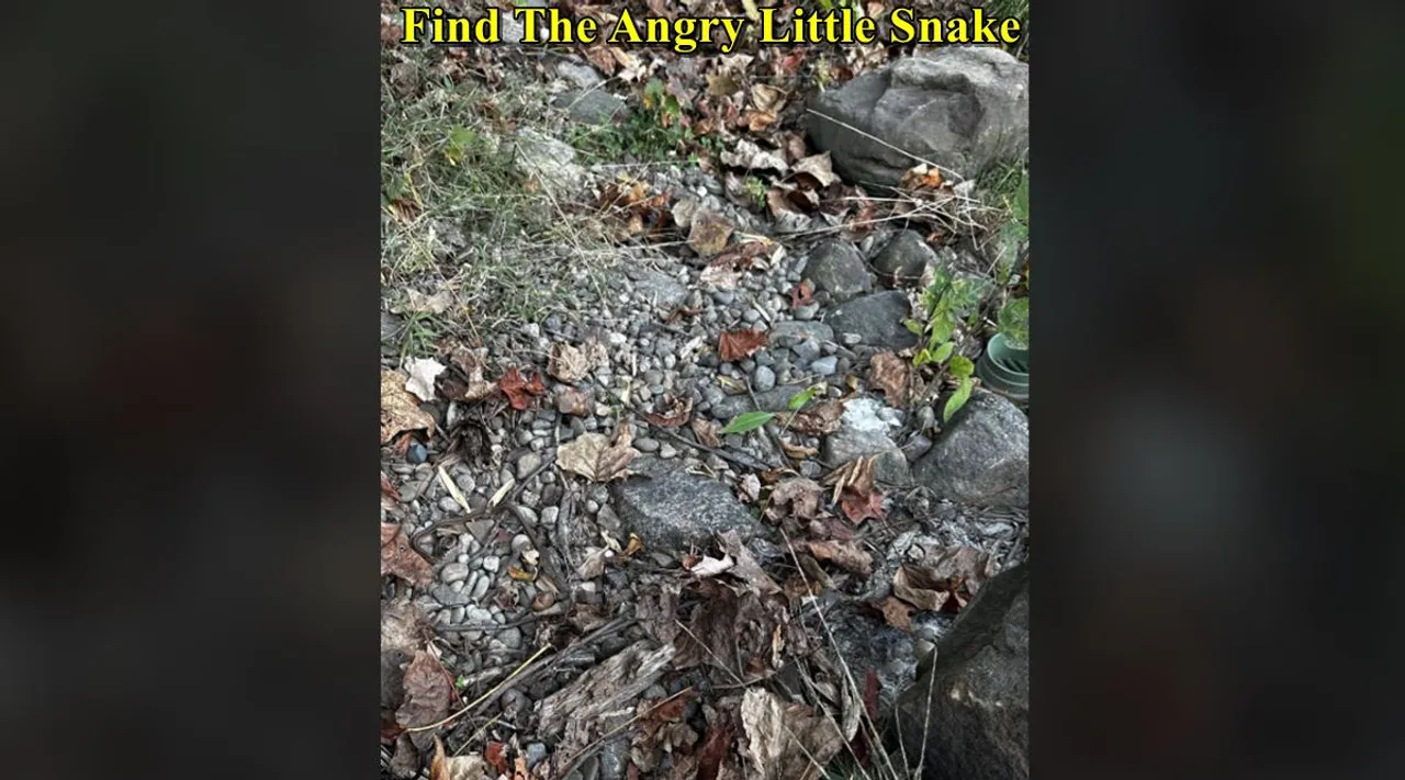 Little Snake 