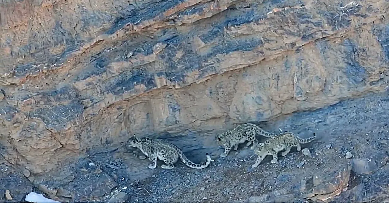 snow leopard walks