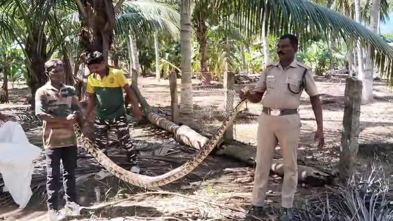 தோட்டத்தில் பதுங்கி தொழிலாளர்களை பயமுறுத்திய 11 அடி நீள மலைப்பாம்பை வனத்துறையினர் லாவகமாக பிடித்த காட்சி இணையத்தில் வைரலாகி வருகிறது.