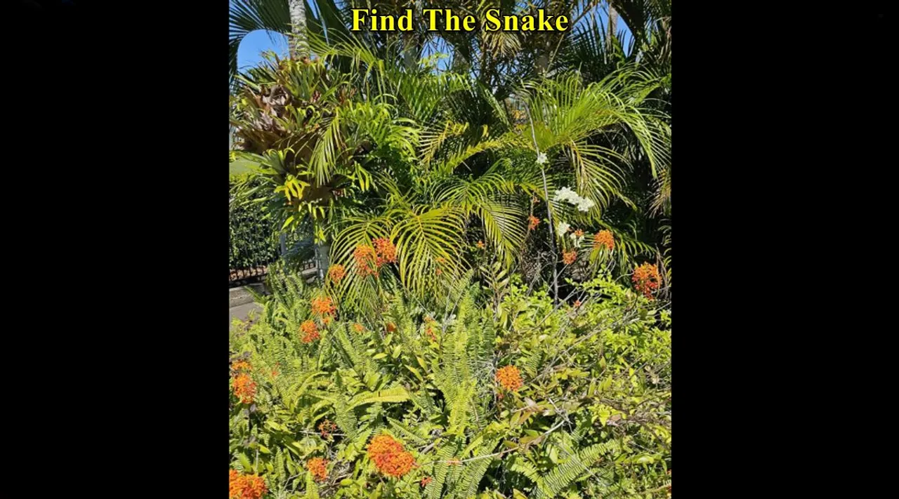find the snake where