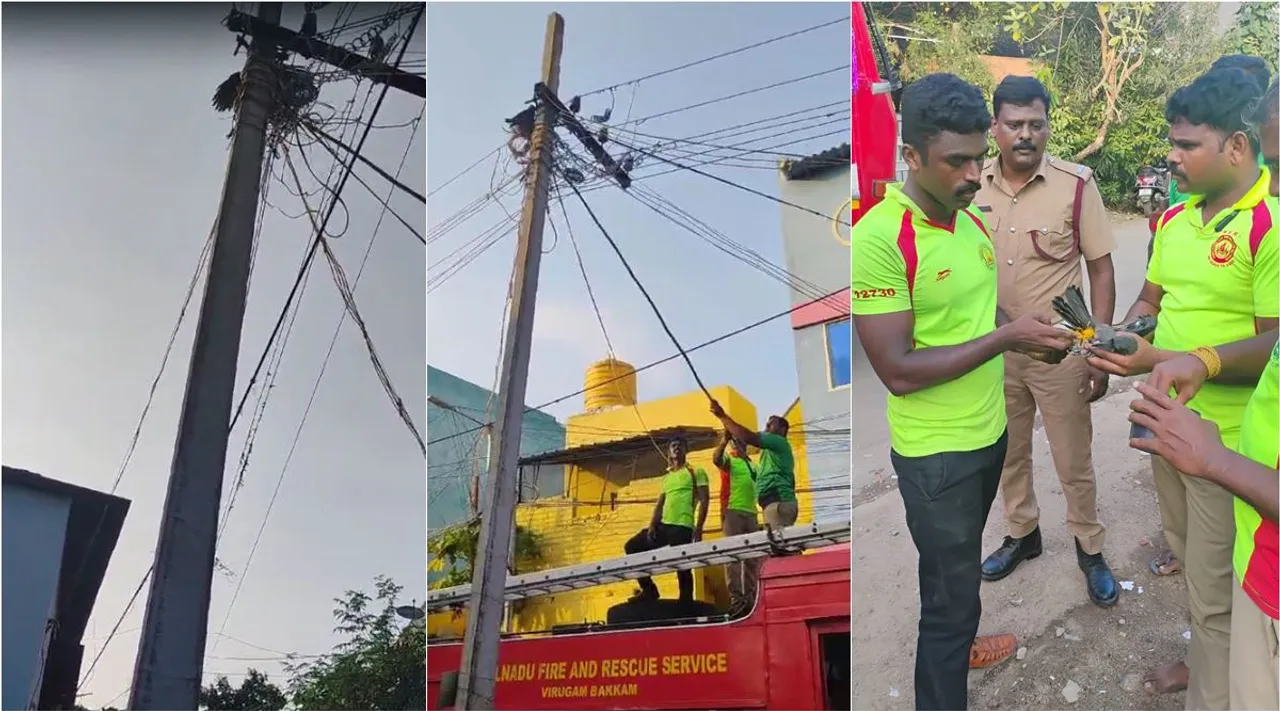 crow rescue 1