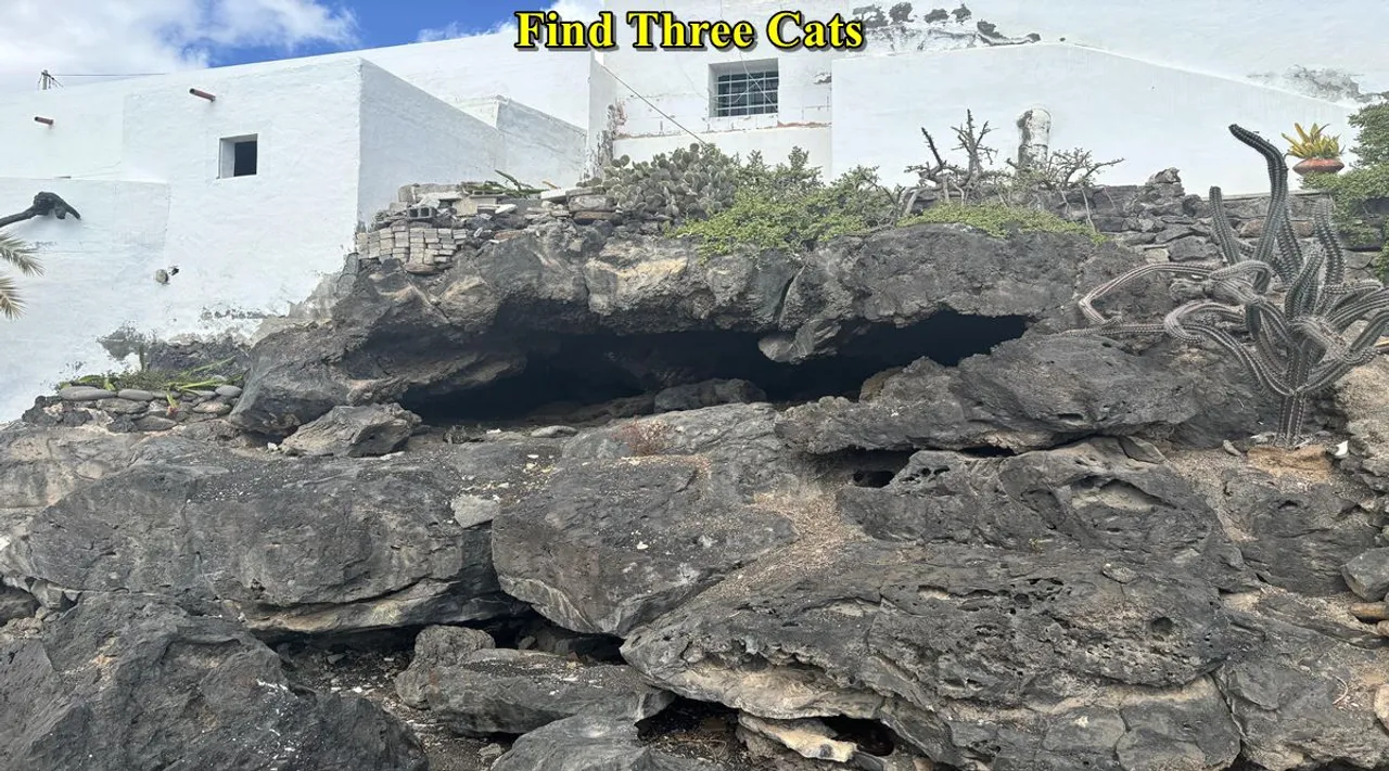 Three cats