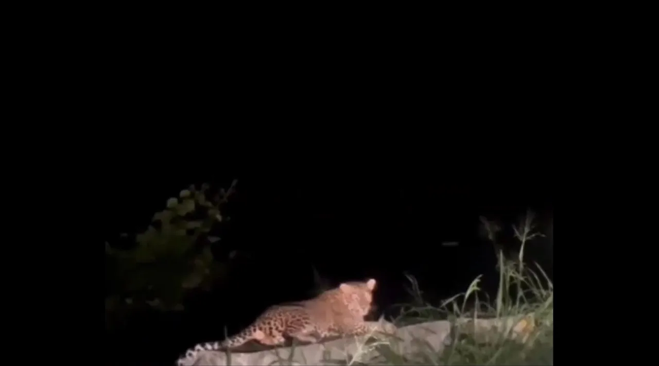 Leopard video