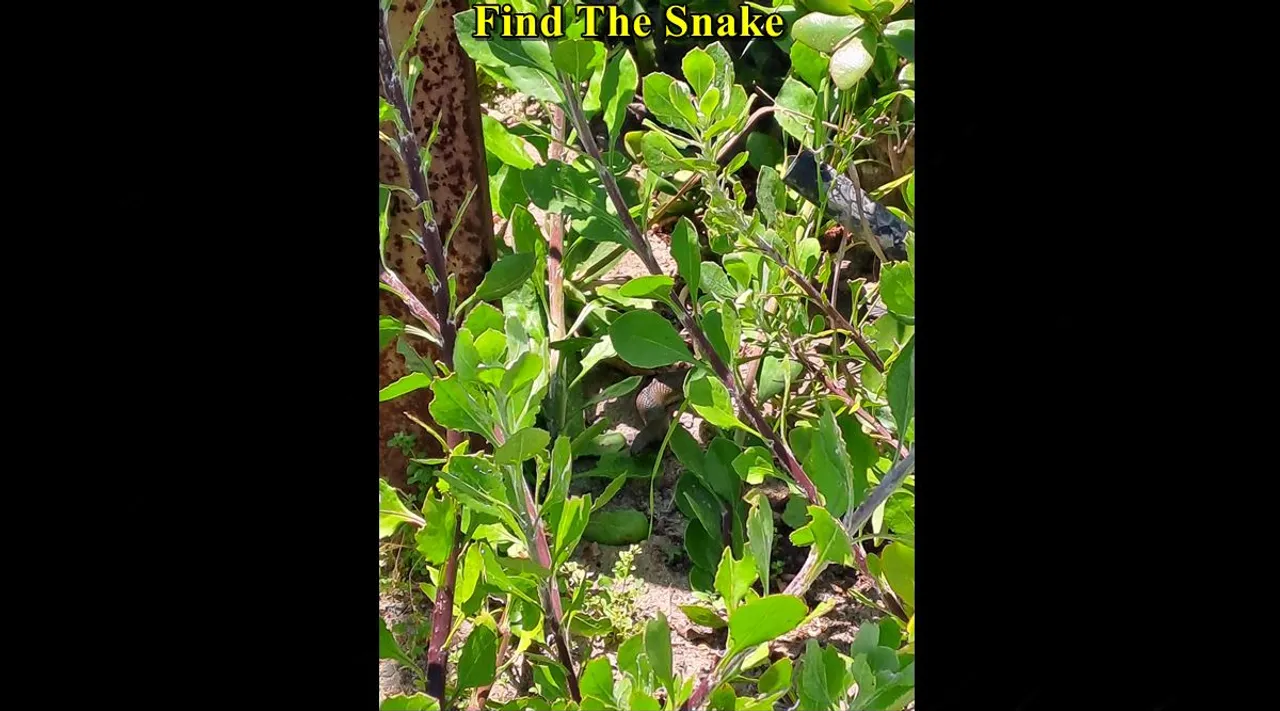 snake