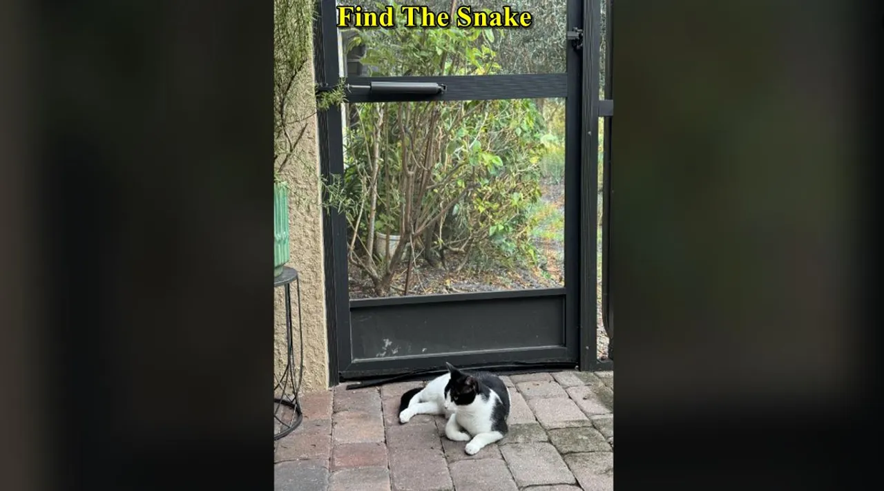 the snake
