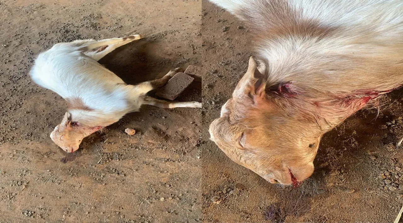 kovai goat