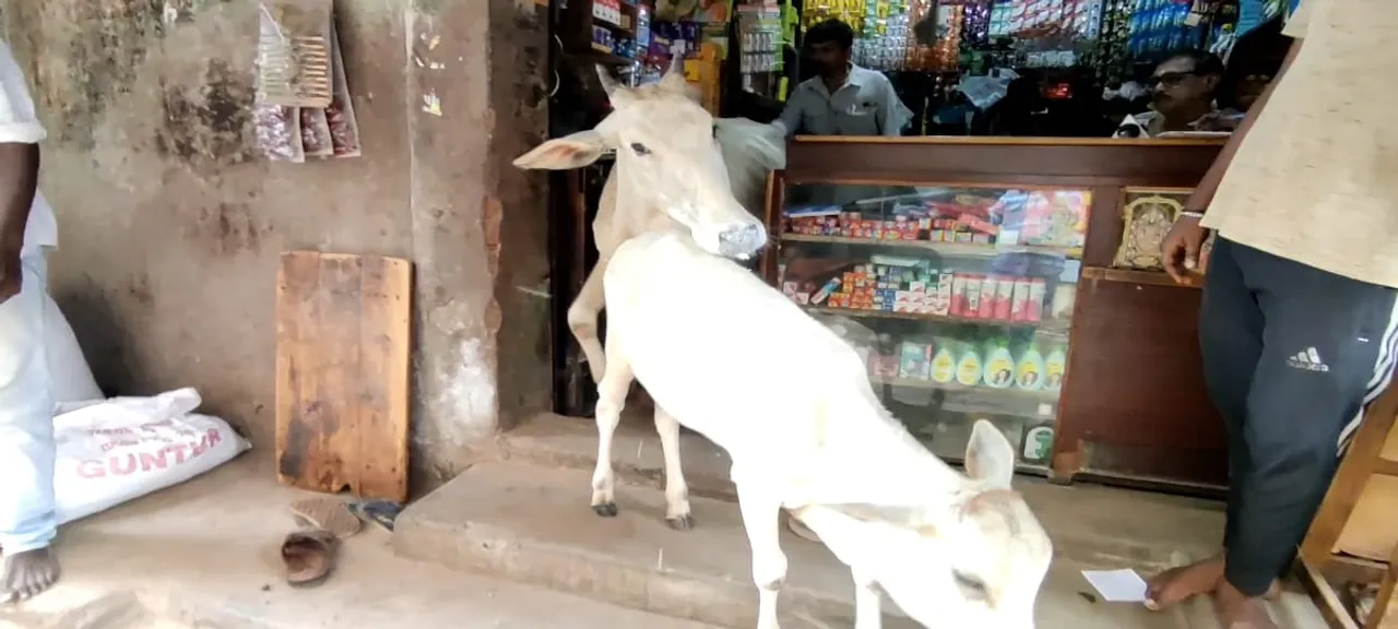 cow In Show