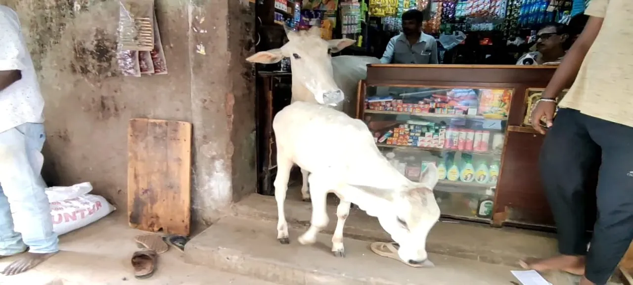 cow In Show