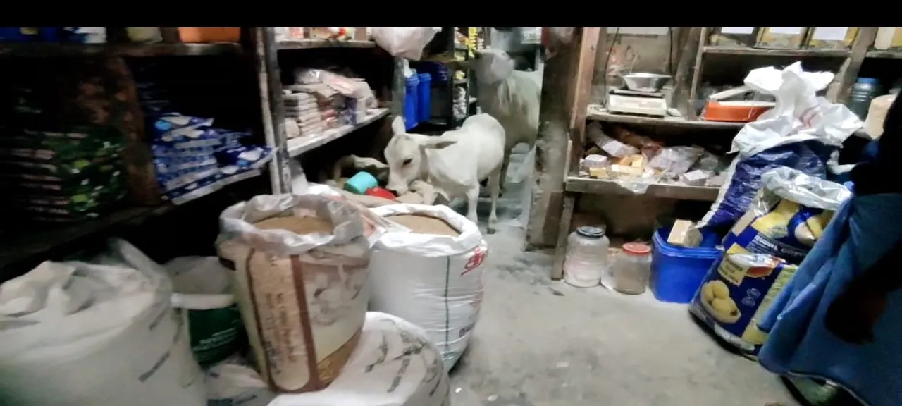 cow In Show