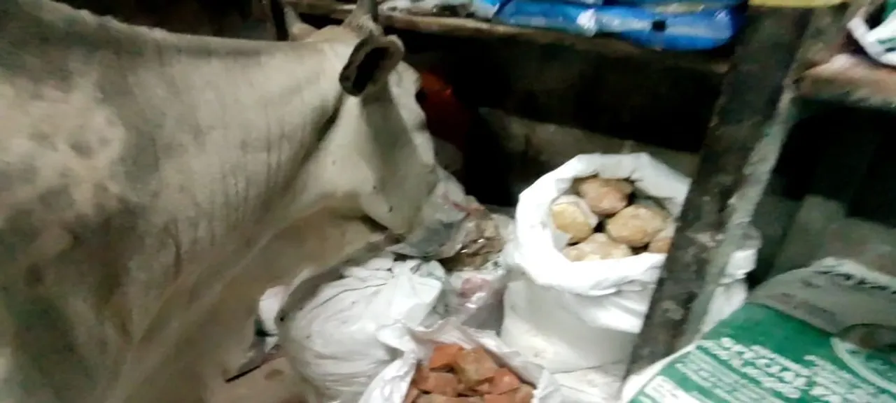 cow In Show