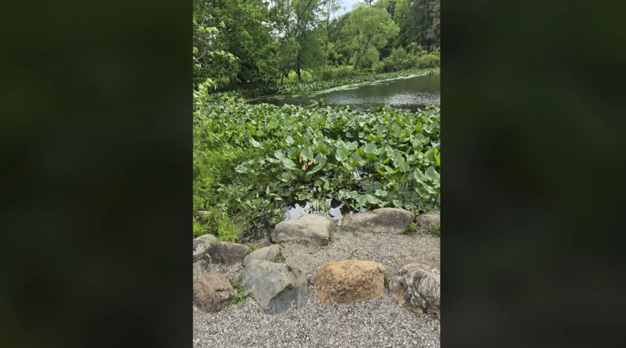Snake pond