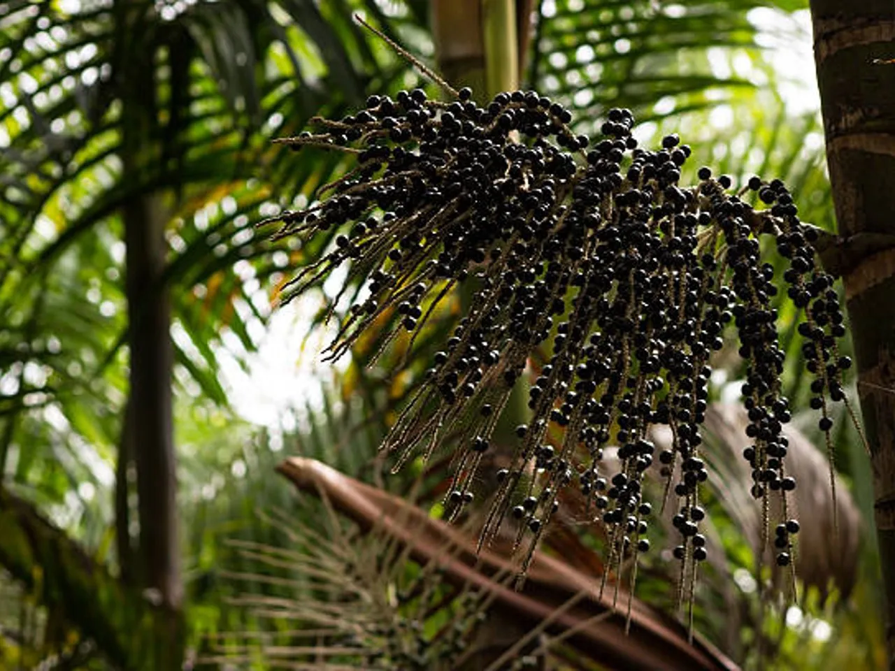 acai berries